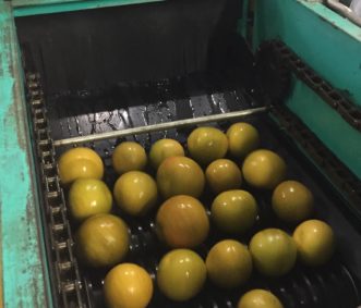 “Post-wash and sanitized grapefruit exiting on conveyor belt”. Chad Carter, ©2012, Clemson University