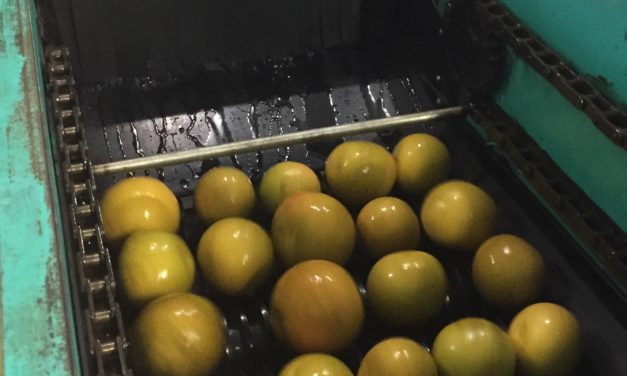 Farm Food Safety: Choosing a Sanitizer for Washing Fresh Produce