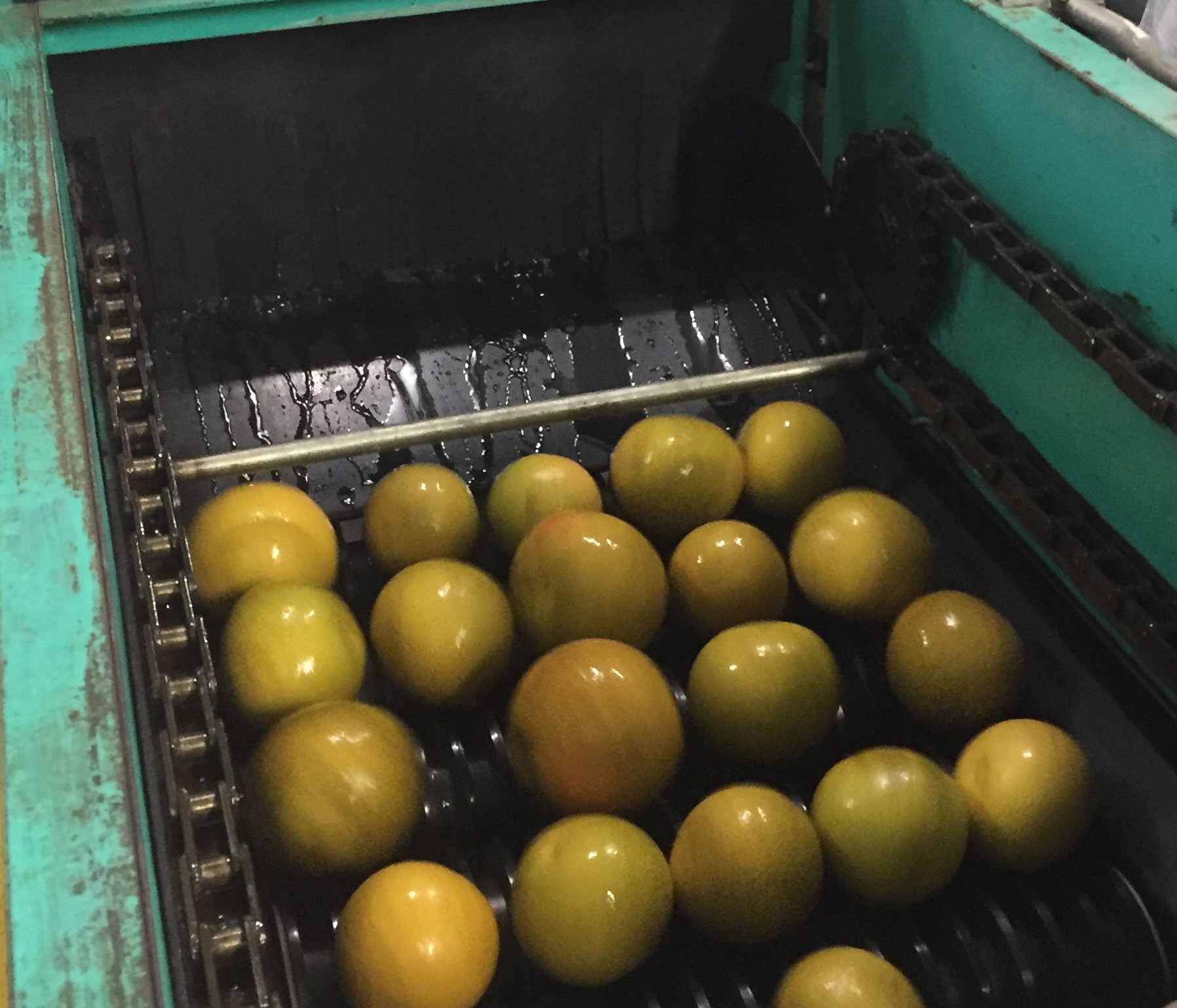 Fruit and Vegetable Cleaning Packing Production Line