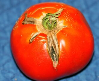 Growth cracks on tomato fruit. Joey Williamson, ©2014 HGIC, Clemson Extension