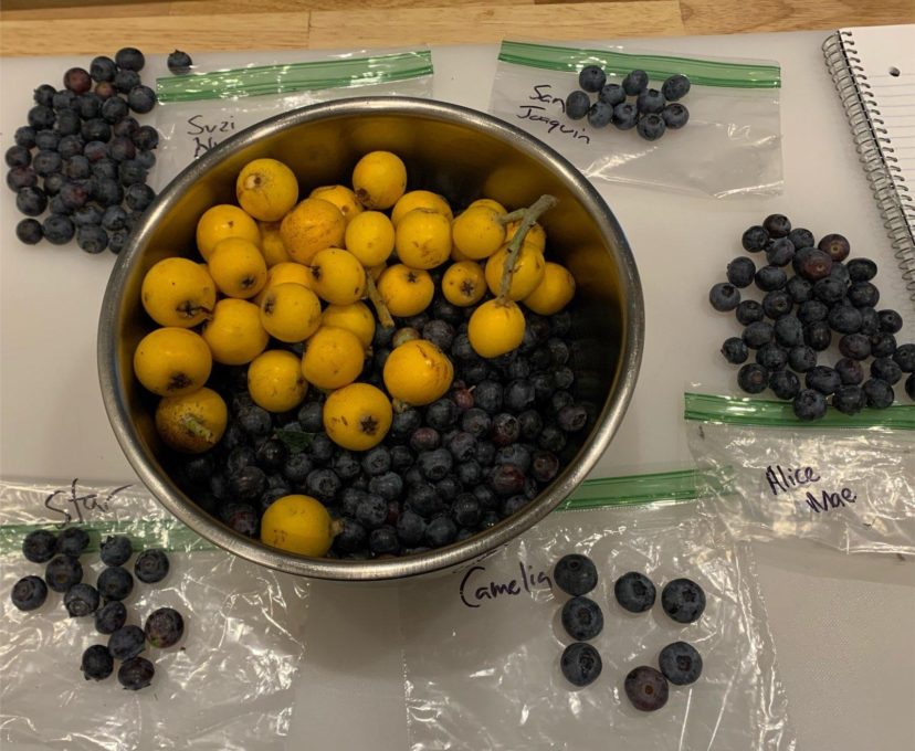 Highbush blueberry variety trial taste test. Zack Snipes, ©2021, Clemson Extension