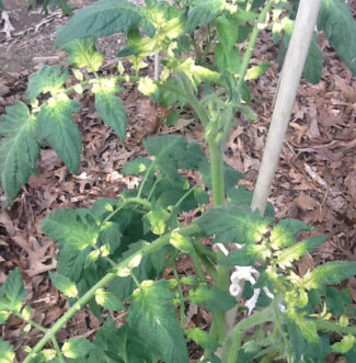 Initial symptoms of glyphosate injury on tomatoes are characteristically seen as white/yellow discoloration at the base of the leaflets. Joey Williamson, HGIC, Clemson Extension