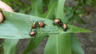 Japanese beetles (Popillia japonica) feeding on a corn leaf. They may also feed on the silks of developing ears, which frequently disrupts pollination. Justin Ballew, ©2020, Clemson Extension