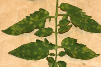Leaf mold (Passalora fulva) on tomato foliage. Joey Williamson, ©2012 HGIC, Clemson Extension