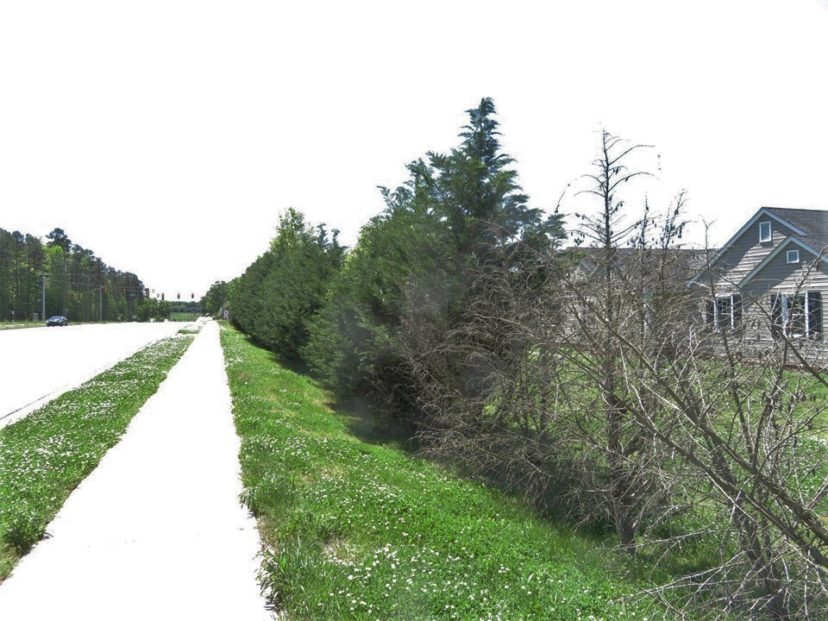Many conifers will die if completely defoliated,. Paul Thompson, ©2021, Clemson Extension