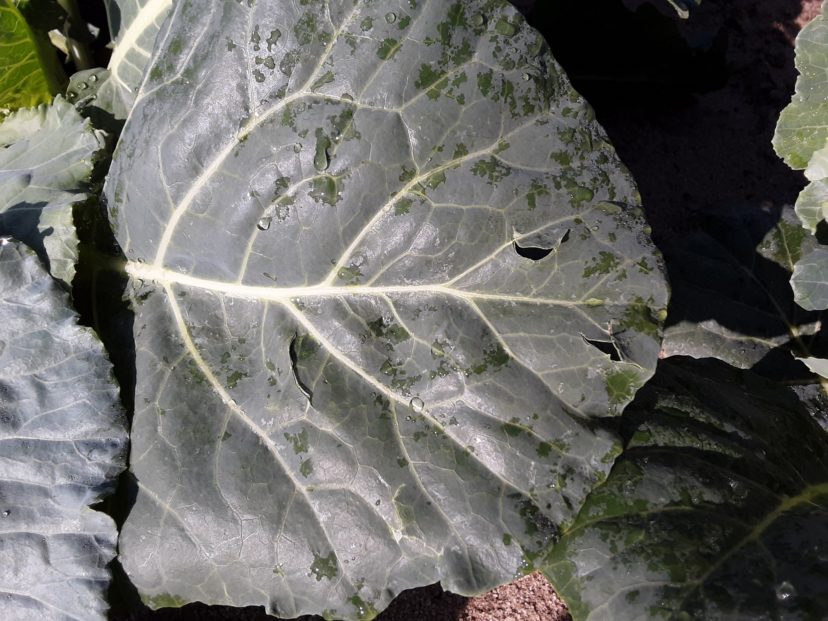 Monday afternoon hail left holes and tattered leaves in several crops across a fairly wide swath in Lexington County. Justin Ballew, ©2021, Clemson Extension