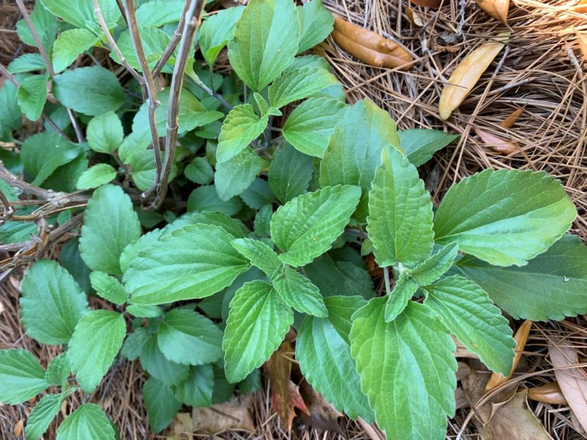 ‘Mystic Spires’ is reliably cold hardy in Zone 8 in a sheltered spot. Anthony Keinath, ©2021, Clemson Extension