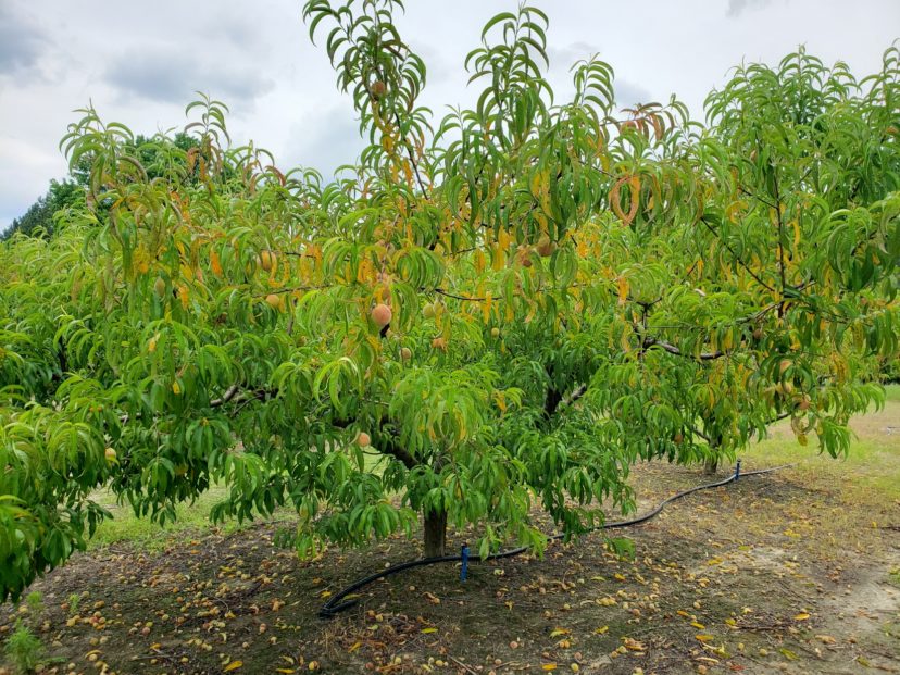 Nitrogen deficiency on a mid-season peach variety. Sarah Scott, ©2021, Clemson Extension