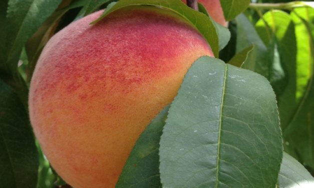 How Much Should I Irrigate my Peach Trees?