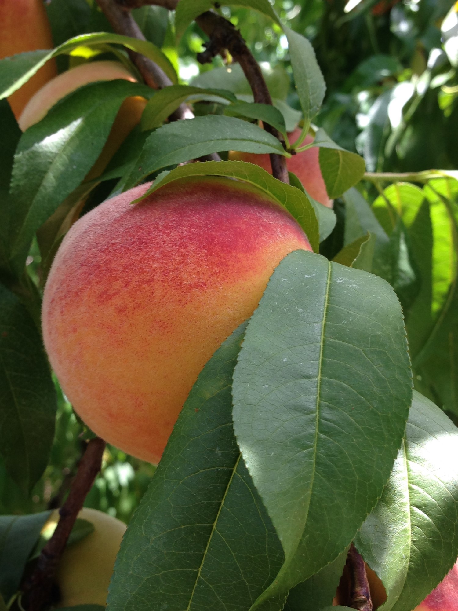 Peaches - C