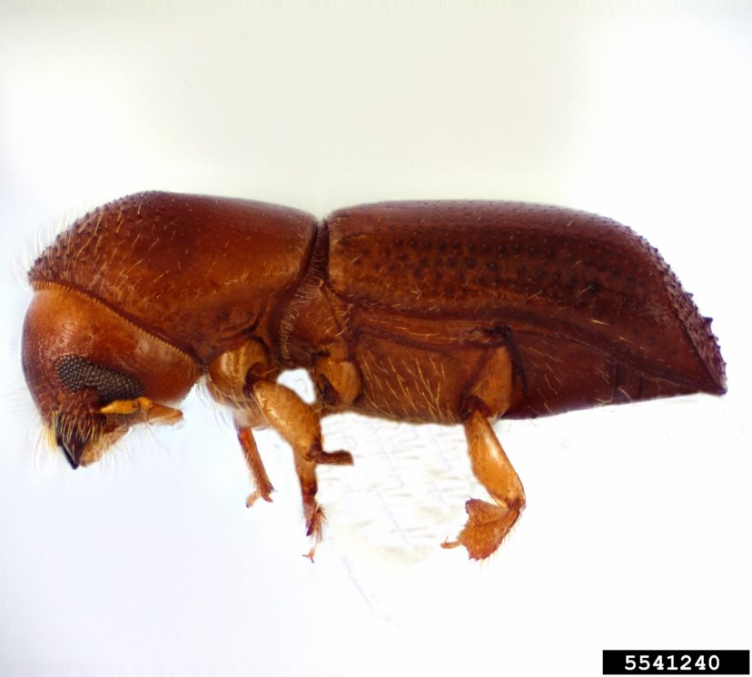Redbay ambrosia beetle (Xyleborus glabratus). Photo credit: Joseph Benzel, Screening Aids, USDA APHIS PPQ, Bugwood.org ce