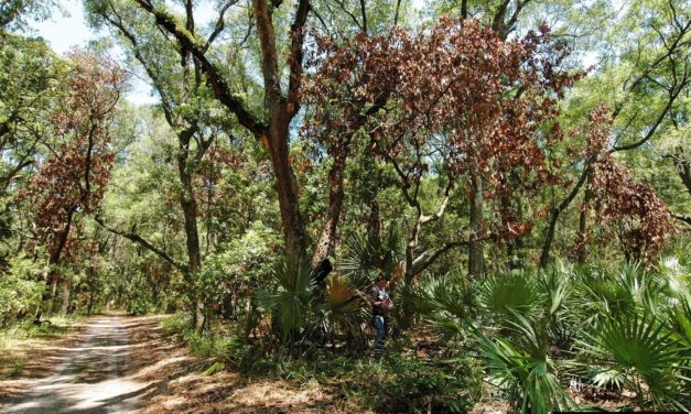 Laurel Wilt Disease