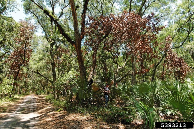 Redbay trees with dead, brown leaves as a result of laurel wilt diesease (Raffaelea lauricola). Photo credit: Ronald F. Billings, Texas A&M Forest Service , Bugwood.org
