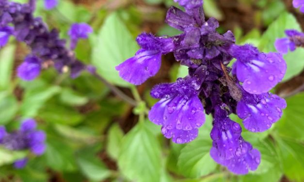 ‘Mystic Spires Blue’ Salvia