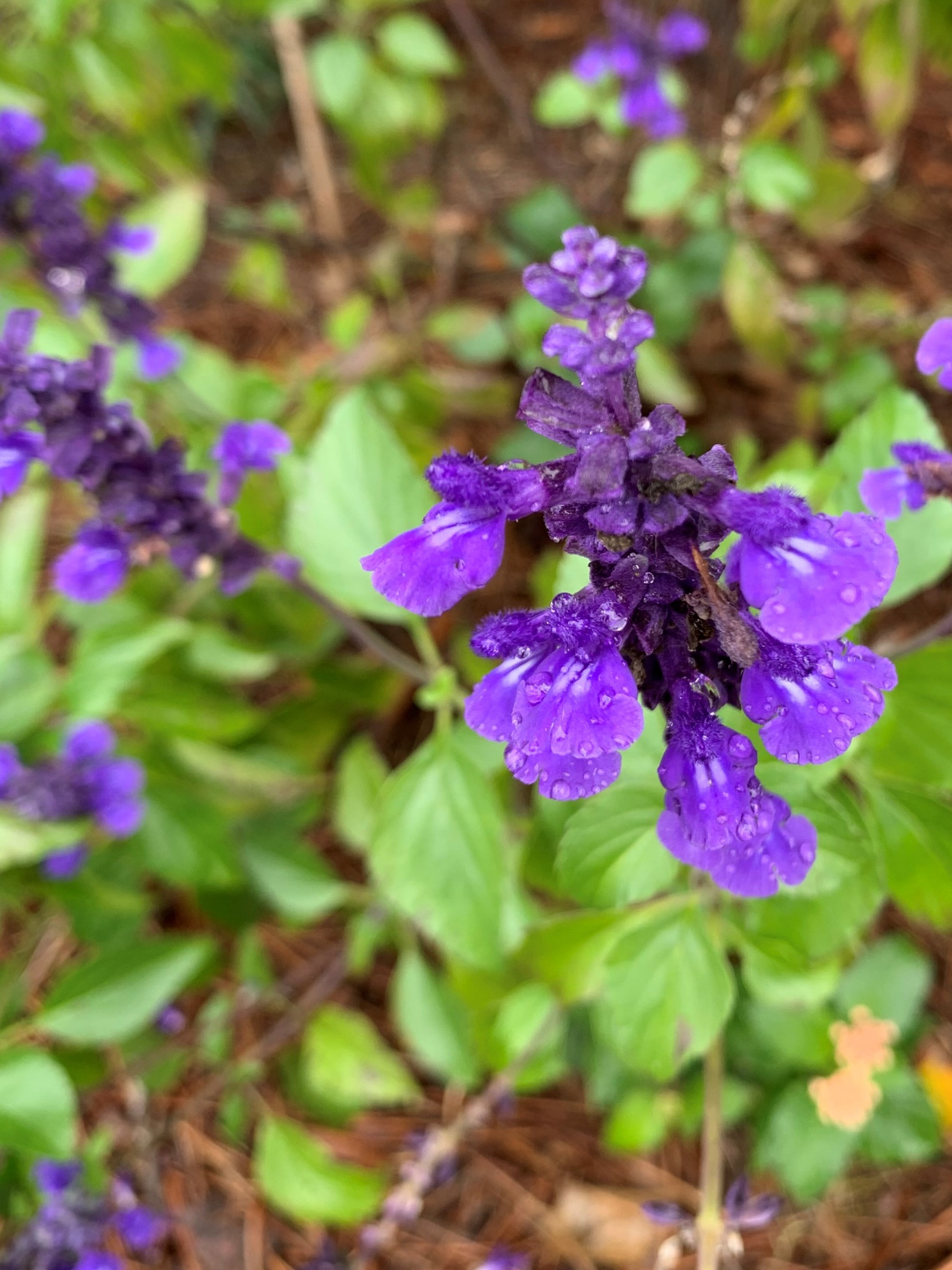 Mystic Spires Blue Salvia, Salvia x 'Balsalmisp' PP #PP18054