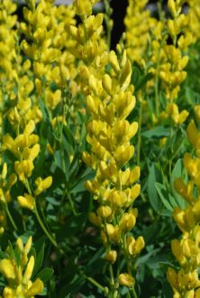 Screamin’ Yellow wild indigo bears shorter flower stalks than other selections, but it makes up for it with its sheer number of bright yellow flowers. Bob Polomski, ©2015, Clemson University