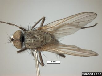 Seed-corn maggot adults (Delia platura) appear similar to small houseflies. Pest and Diseases Image Library, www.insectimages.org