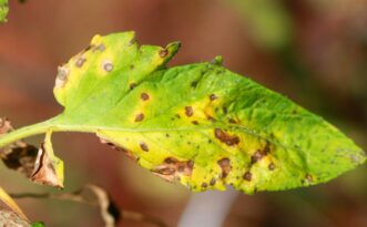 Septoria leaf spot (Septoria lycopersici) on tomato. Joey Williamson, ©2013 HGIC, Clemson Extension