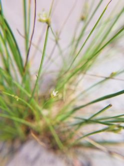 Slender rush closeup of tiny flower. Jackie Jordan, ©2021, Clemson Extension