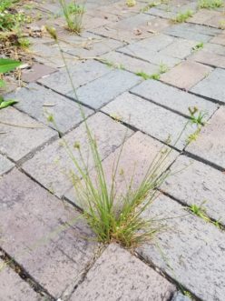 Slender rush growing in brick path. Jackie Jordan, ©2021, Clemson Extension