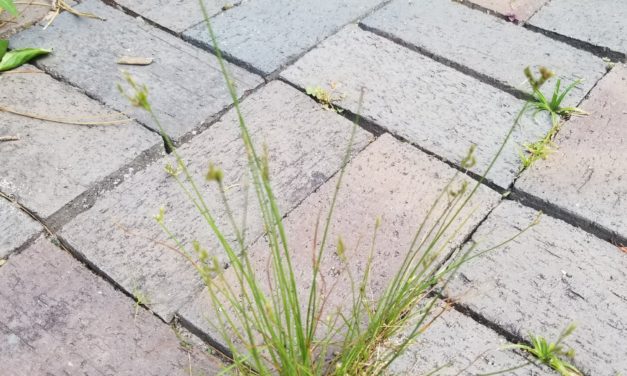 Weed of the Month – Slender Rush
