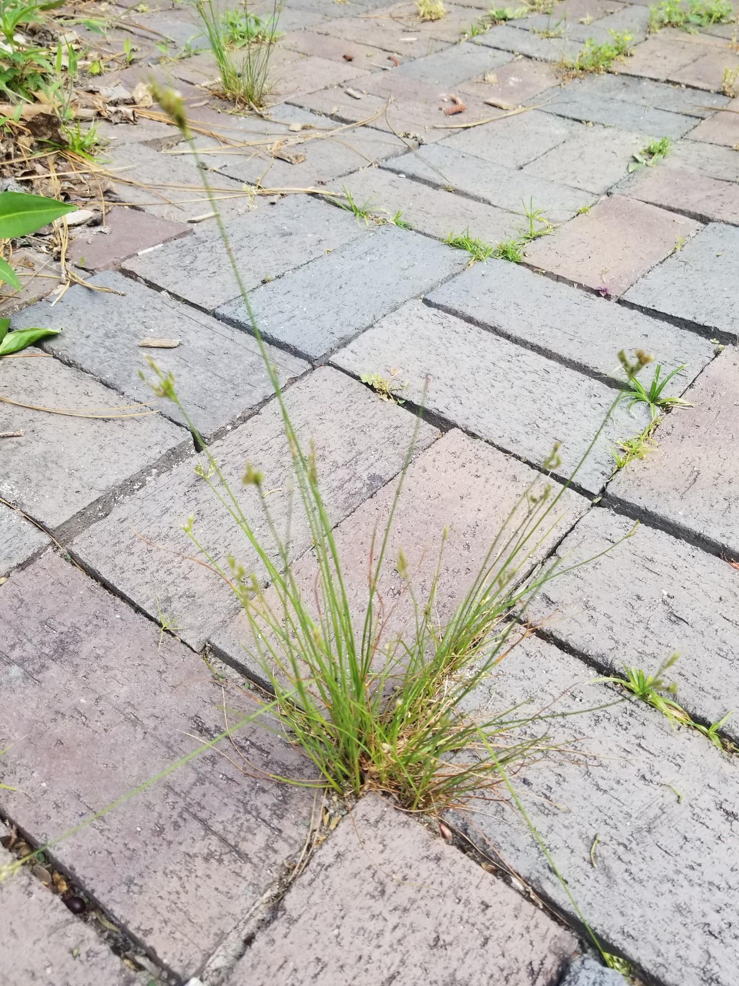 Rushes of various types, all having slender green stems — Green