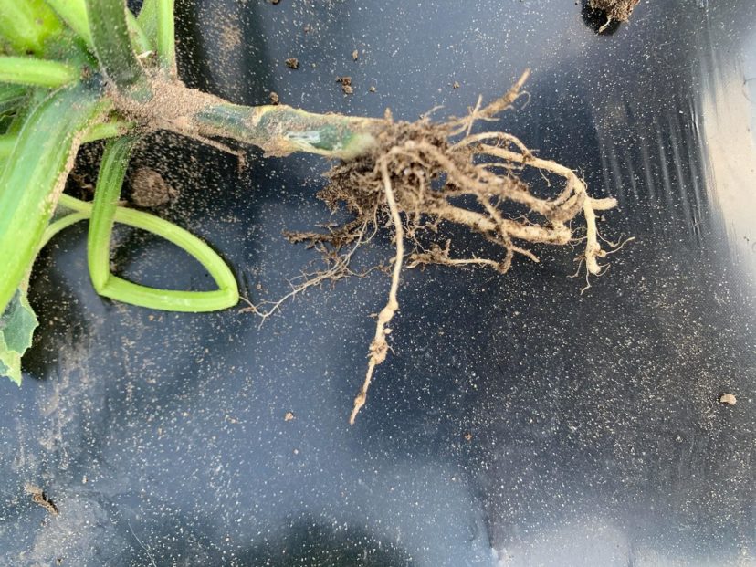 Smaller squash plants in a large field made me question root-knot nematode damage. Upon inspection of the roots, I found galling, which is an indicator of nematode pressure. Zack Snipes, ©2021, Clemson Extension