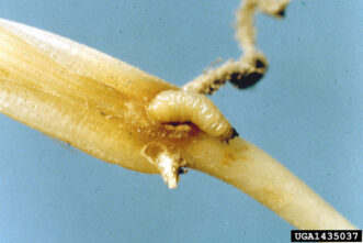 Southern corn rootworm larva (Diabrotica undecimpunctata howardi) and damage to base of shoot. University - USDA Cooperative Extension Slide Series, www.insectimages.org