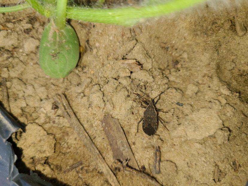 Squash bugs are showing up in the coastal region. Rob Last, ©2021, Clemson Extension