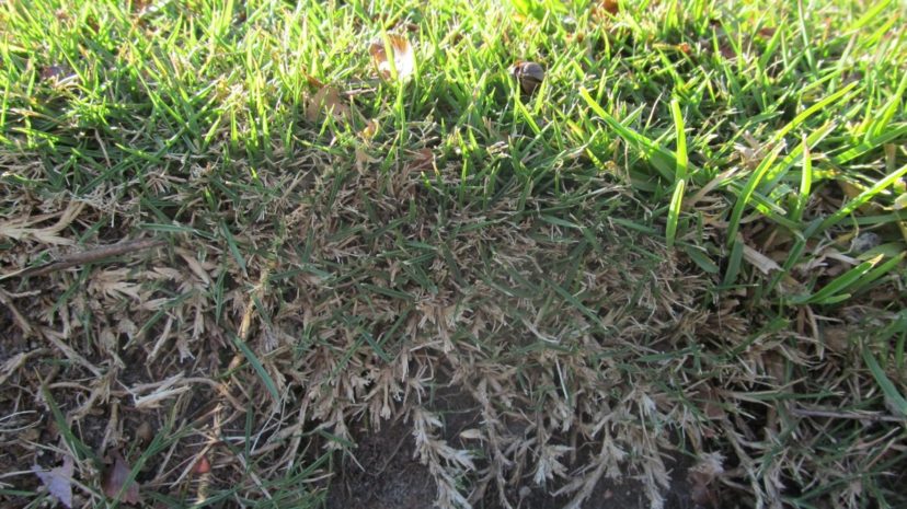 Thatch layer in Bermuda lawn. Jackie Jordan, ©2021, Clemson Extension