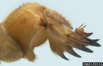 The forelegs of mole crickets are strong, flattened, and have 4 claw-like projections for digging.