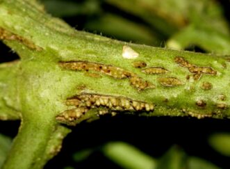 There may be the appearance of adventitious roots that erupt from the main stems of tomato plants infected with tomato pith necrosis. Joey Williamson, © 2018 HGIC, Clemson Extension