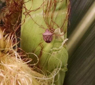 This brown stink bug (Euschistus servus) will pierce the cornhusk with its straw-like mouthparts to feed on the developing kernels underneath. Justin Ballew, ©2020, Clemson Extension
