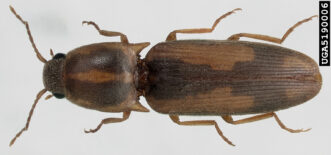 Tobacco wireworm adult – “click beetle” (Conoderus vespertinus). Natasha Wright, Florida Department of Agriculture and Consumer Services, www.insectimages.org