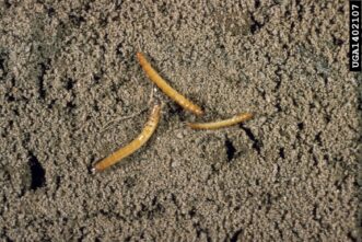 Tobacco wireworm larvae (Conoderus vespertinus). R.J. Reynolds Tobacco Company Slide Set, R.J. Reynolds Tobacco Company, www.insectimages.org