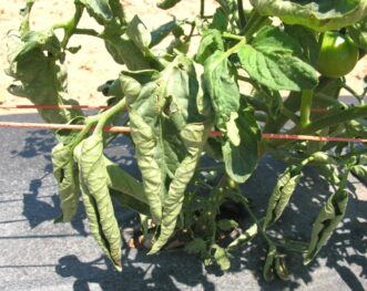 Tomato foliage exhibiting leaf roll – the upward curing of lower leaves during high temperatures and drought. This may be more noticeable on black plastic mulch, which gets hot in the summer. Joey Williamson, ©2014 HGIC, Clemson Extension