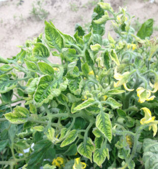Tomato plant with Tomato yellow leaf curl virus. Zachary Boone Snipes, ©2015 Clemson Extension