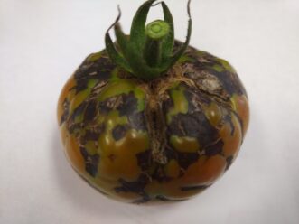 TSWV infected vines will bear discolored fruit that may not fully ripen. T.J. Savereno, ©2018 Clemson Extension