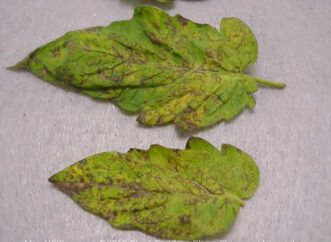 TSWV symptoms on tomato foliage. Meg Williamson, ©2012 Plant Problem Clinic, Clemson University