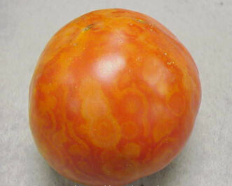 TTSWV symptoms on tomato fruit. Meg Williamson, ©2012 Plant Problem Clinic, Clemson University.