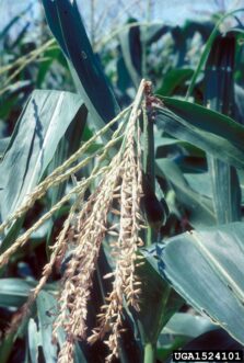 Typical injury to corn tassels caused by European corn borers (Ostrinia nubilalis). Department of Plant Pathology Archive, North Carolina State University, www.insectimages.org