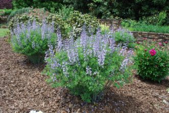 When cultivated in groups or en masse, the showy flowering spikes of wild indigo attract people and pollinators alike. Bob Polomski, ©2014, Clemson University