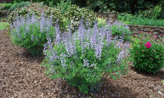 Wild or False Indigo