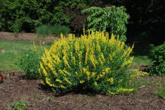 When grown as a specimen or en masse, ‘Screamin’ Yellow’ (Baptisia sphaerocarpa) becomes a compact, 3 ft. high and 5 ft. wide rounded mound that produces a dazzling display of bright yellow flowers that complement its blue-green leaves. Bob Polomski, ©2015, Clemson University