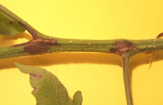 With tomato pith necrosis, brown (necrotic) areas on stems often begin where leaves attach and spread down the adjacent leaf petiole. Joey Williamson, ©2018 HGIC, Clemson Extension