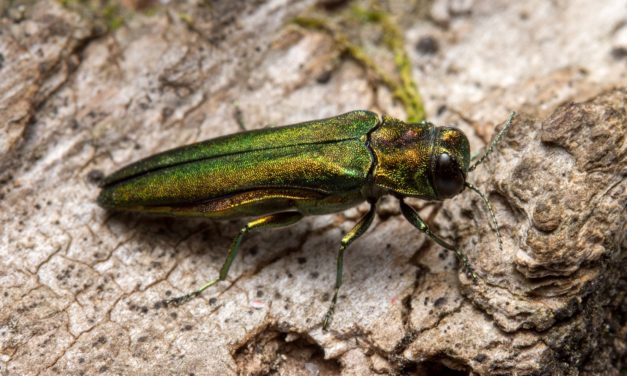 Emerald Ash Borer