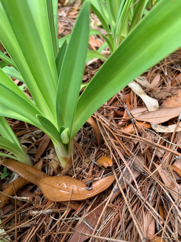 A brand-new bud of a white-flowered lily of the Nile. Anthony Keinath, ©2021, Clemson Extension