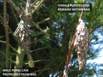 Bagworms are the larva of a small, hairy, black male moth and a wingless gray female. Paul Thompson, ©2021, Clemson Extension