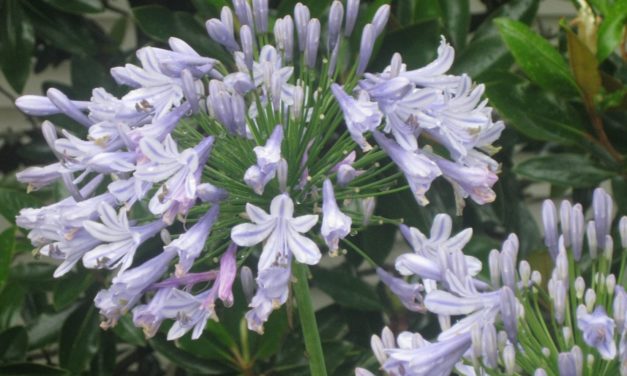 Tips and Tricks for Growing Lily of the Nile