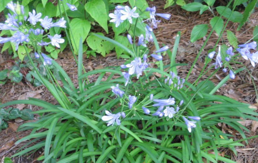 ‘Blue Storm’ is a semi-dwarf, prolific hybrid cultivar of Agapanthus. Anthony Keinath, ©2021, Clemson Extension